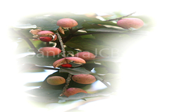 Aphanamixis polystachya